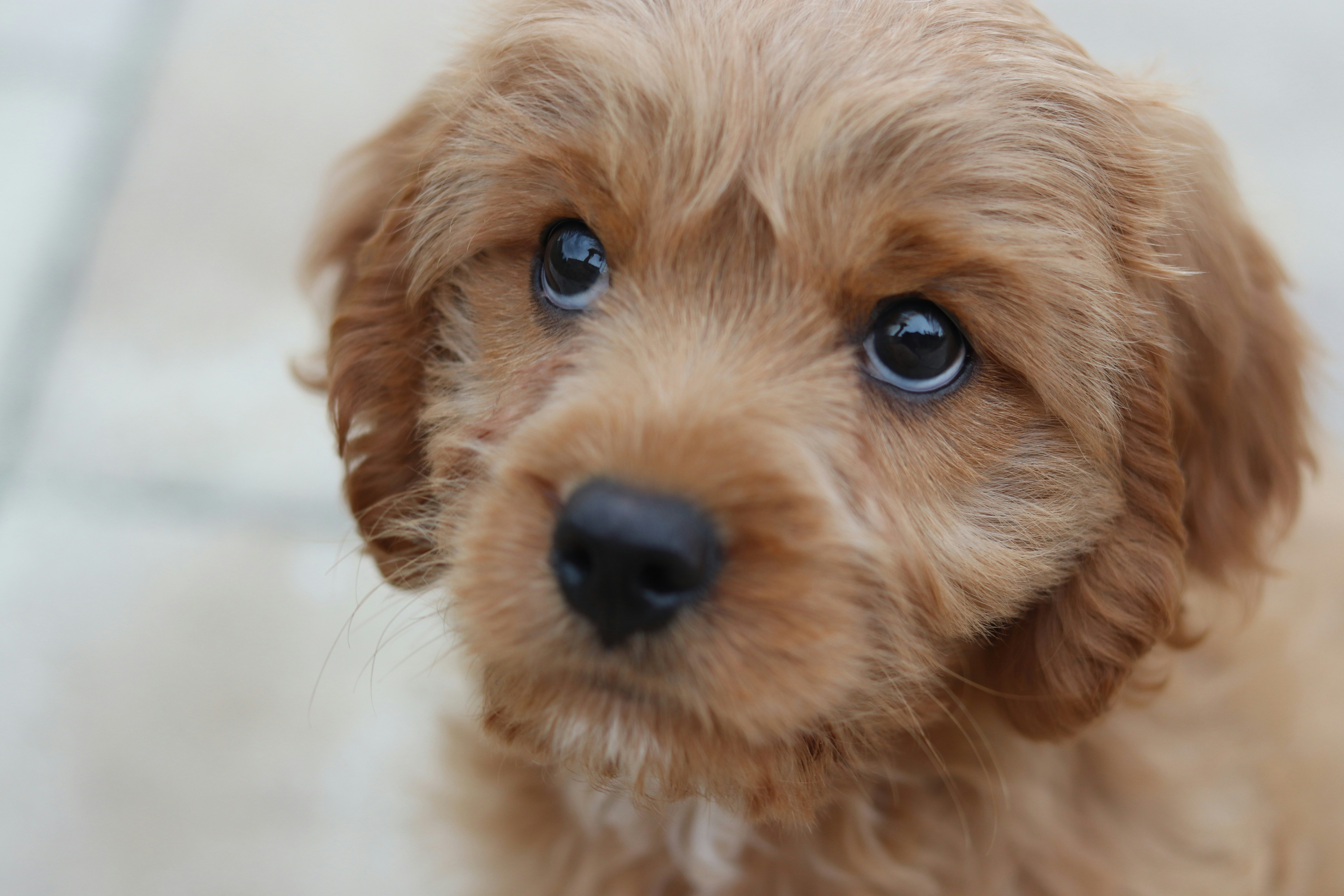 A small dog looking at the camera