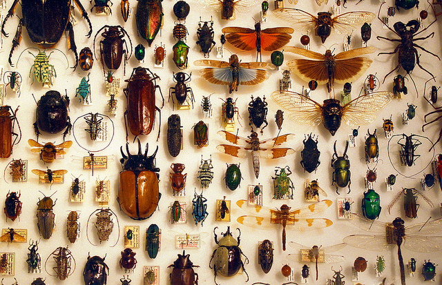 Bug collection