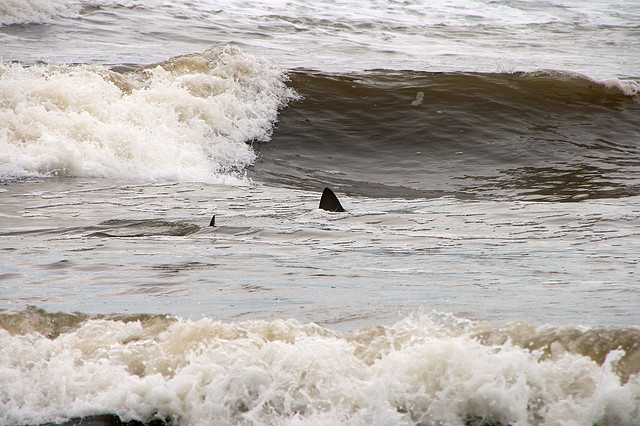 Shark fins in water